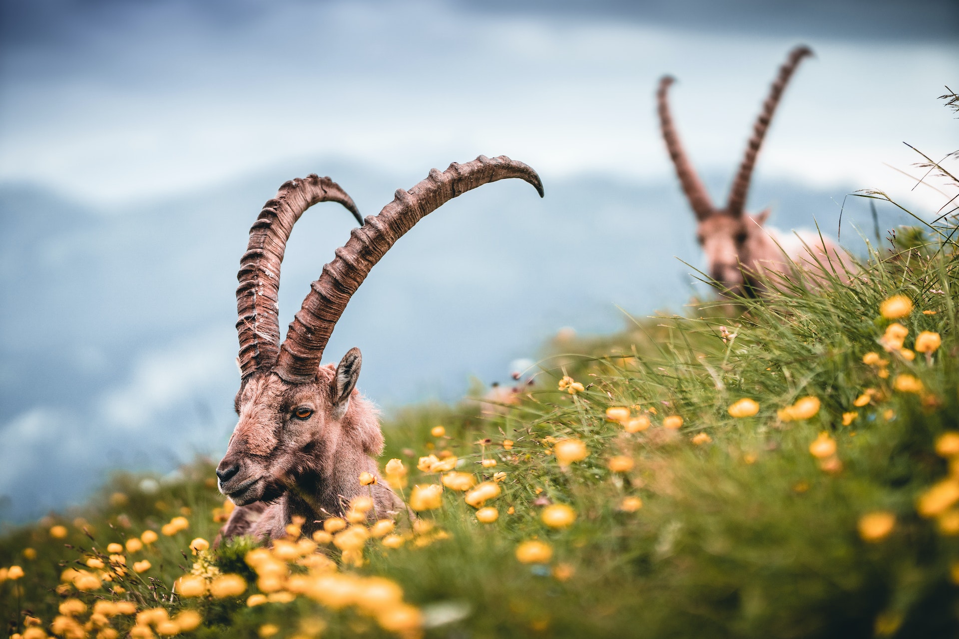 How to do the horns in Italian language