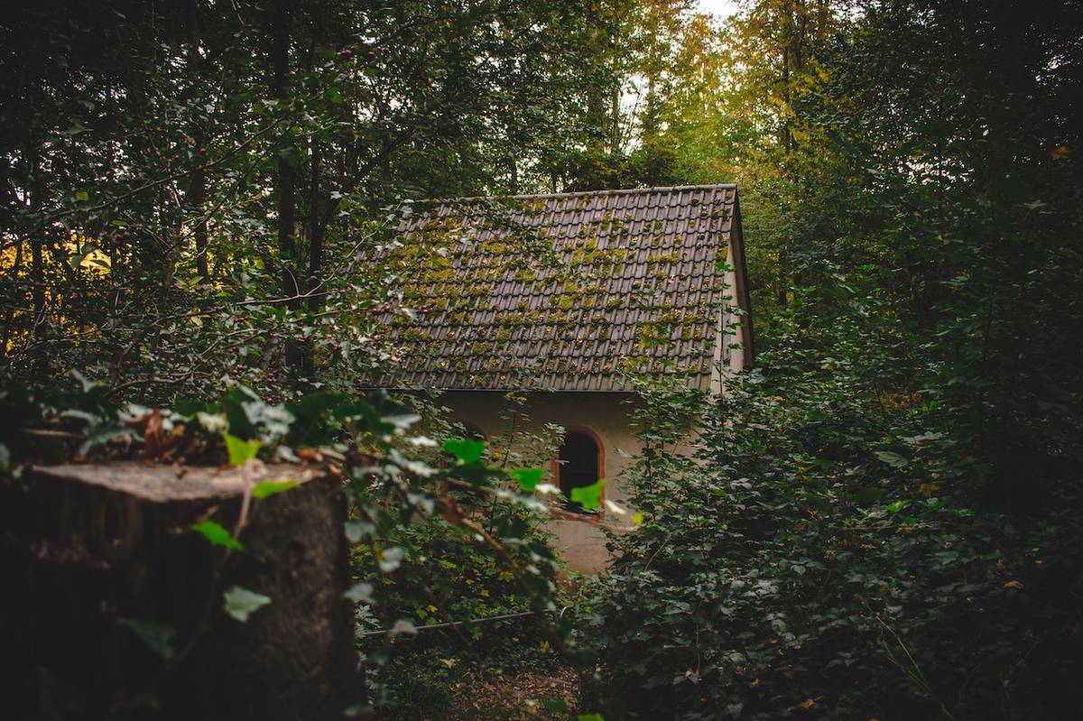 cabaña en el bosque con hiedra