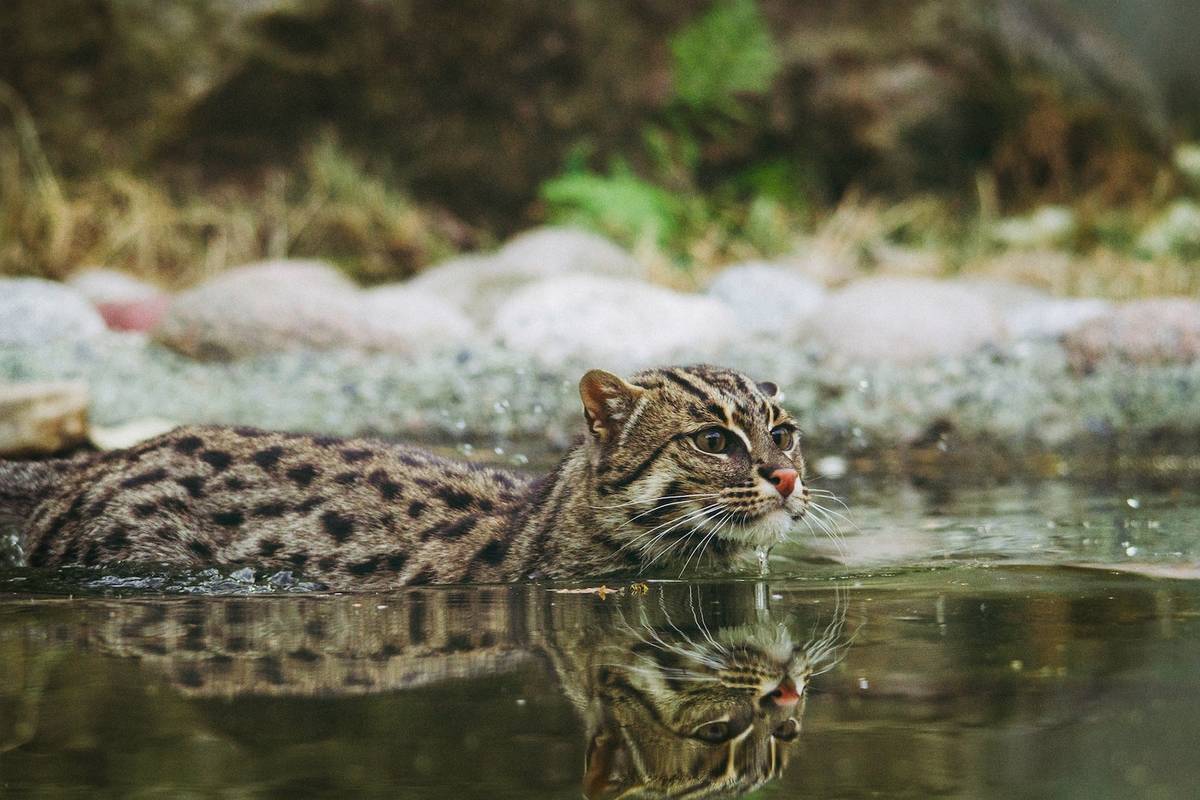 Wild cat in the water
