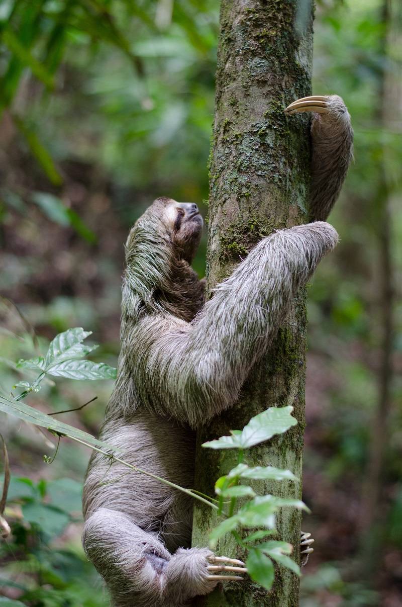 At the Manuel Antonio National Park