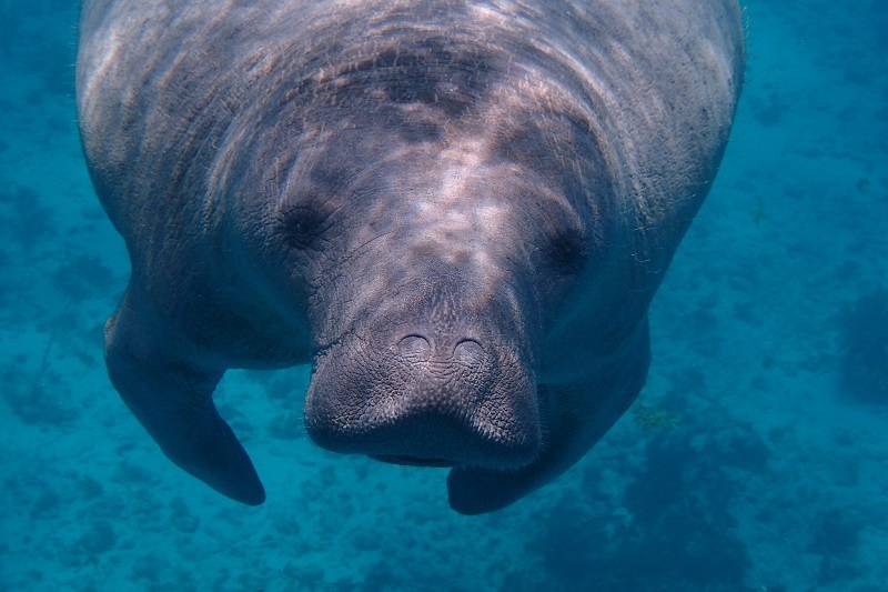 Snorkel with manatees