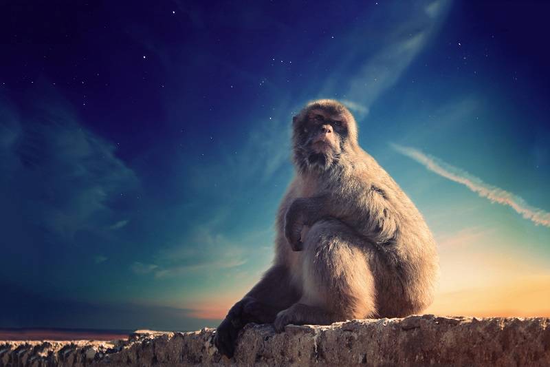 the Gibraltar Barbary macaque