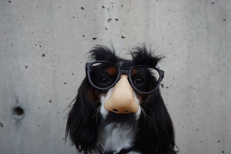 dog in disguise