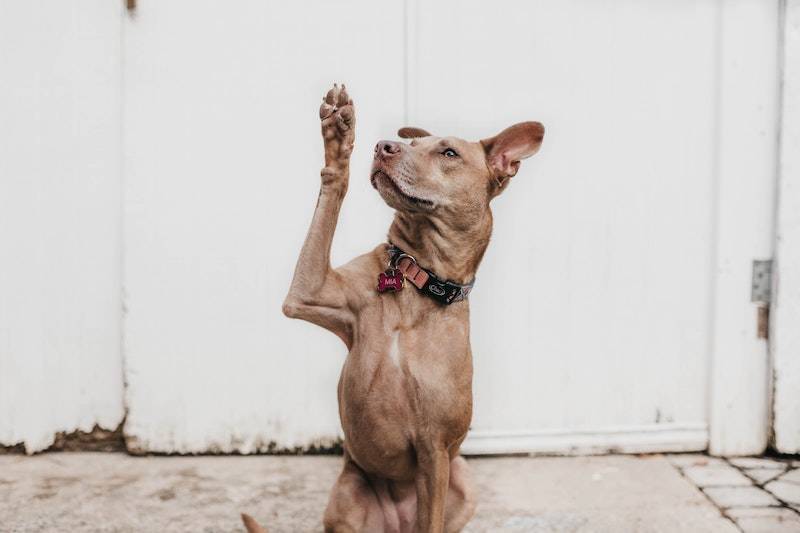 dog shaking trick